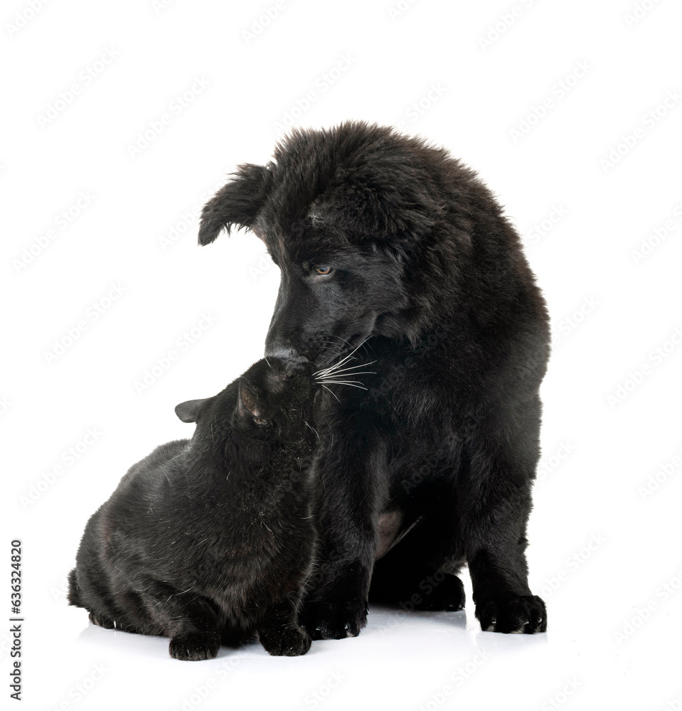 young german shepherd and cat young german shepherd and cat