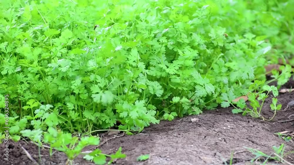 Coriander (cilantro) plant leaf growing in the garden. Green coriander (cilantro) leaves vegetable, Herb Coriander (cilantro) plant leaf growing in the garden. Green coriander (cilantro) leaves vegetable, Herb