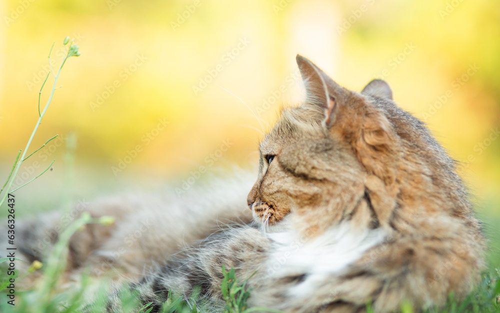 Beautiful red fluffy cat lies on green grasson on nature in countryside yard Beautiful red fluffy cat lies on green grasson on nature in countryside yard