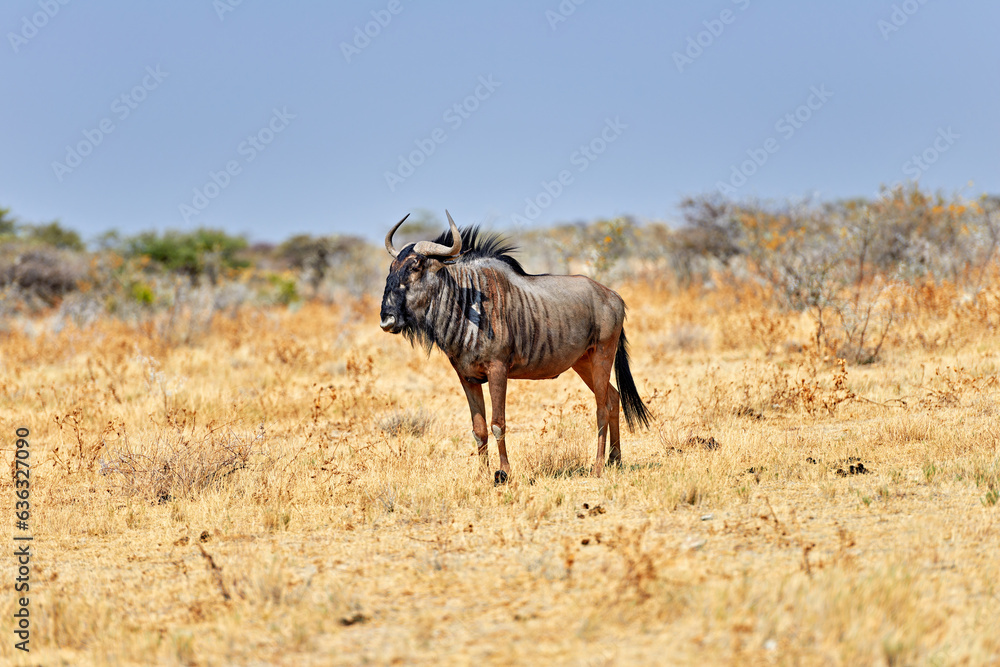 Namibia. Etosha National Park. Wildebeest Gnu in the wild
