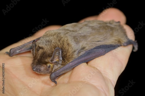 The lesser noctule, Leisler's bat or the Irish bat (Nyctalus leisleri) on the hand of a chiropterologist  photo