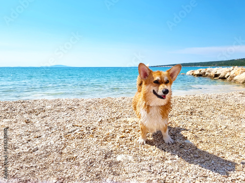 Pembroke welsh corgi playing and enjoying day at the beach on the island Pag, Croatia, Europe. background, copy space