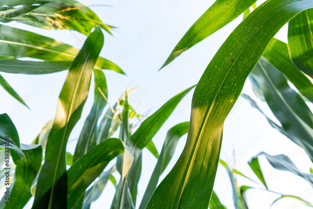 corn field close-up view corn field close-up view