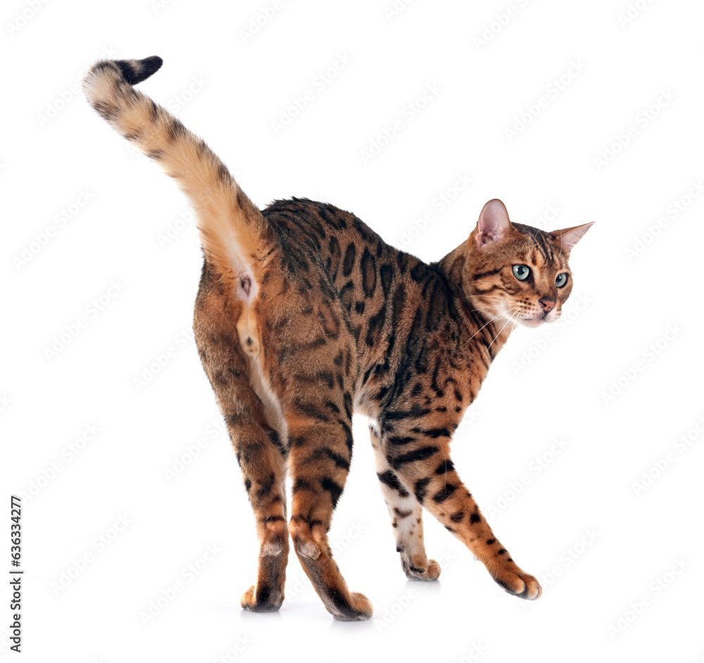 bengal cat in studio bengal cat in studio