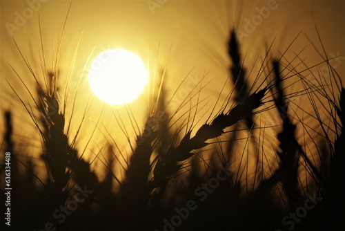 wheat field at sunset photo