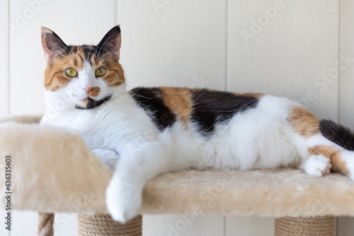 Beautiful domestic tricolor cat with yellow (amber) eyes lies on the cat play complex indoors and looking at the camera. Selective focus, close-up. photo