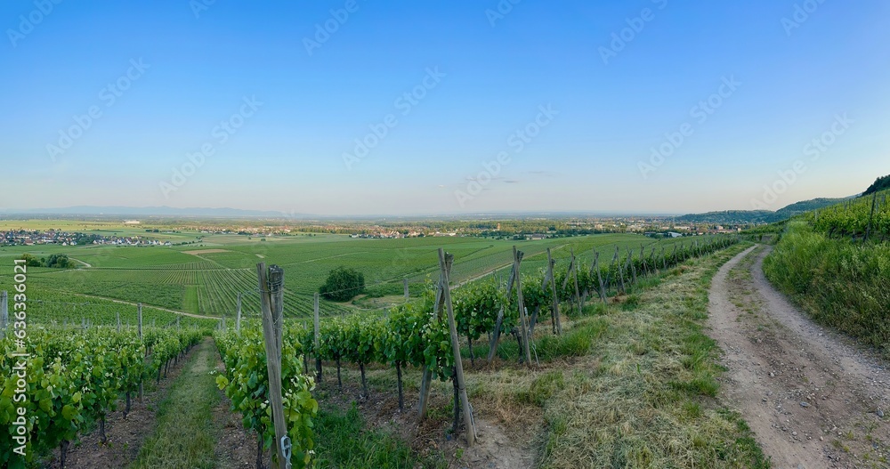Aerial Panoramic Overview of Issenheim, near Guebwiller, at Sunset: A Bird's Eye View of Alsace's Green Vineyards and Towns in Summer