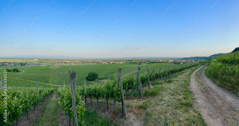 Aerial Panoramic Overview of Issenheim, near Guebwiller, at Sunset: A Bird's Eye View of Alsace's Green Vineyards and Towns in Summer Aerial Panoramic Overview of Issenheim, near Guebwiller, at Sunset: A Bird's Eye View of Alsace's Green Vineyards and Towns in Summer