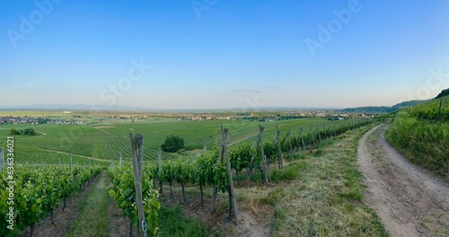 Aerial Panoramic Overview of Issenheim, near Guebwiller, at Sunset: A Bird's Eye View of Alsace's Green Vineyards and Towns in Summer photo