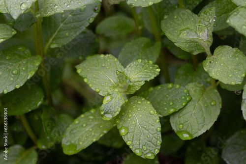Hojas de menta piperita de la huerta, planta medicinal y aromática con gotas de lluvia
