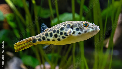Close-up view of a Leopard pufferfish (Tetraodon schoutedeni)