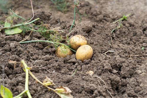 Obraz na płótnie Raw potatoes in field w salonie