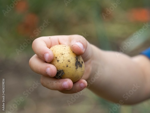 Small child's hand holding a raw dirty potato in field close-up