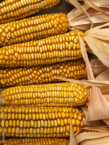 Dried Corn On An Organic Farm photo