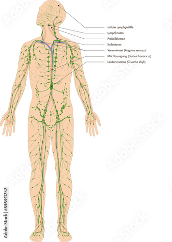 Infografik Lehrmaterial: Lymphatisches System des Menschen - Lymphsystem - Lymphgefäße Lymphknoten - Beschriftung: deutsch / latein