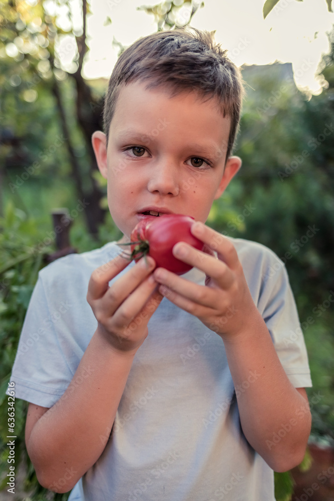 Fototapeta premium Close up of little boy eating ripe tomato. Cute little boy eating tomato in garden in summer.