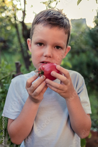 Close up of little boy eating ripe tomato. Cute little boy eating tomato in garden in summer.