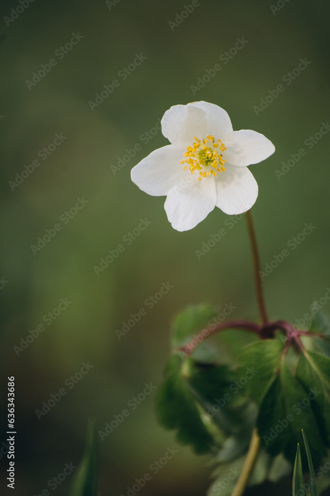 Obraz premium flower of a flower