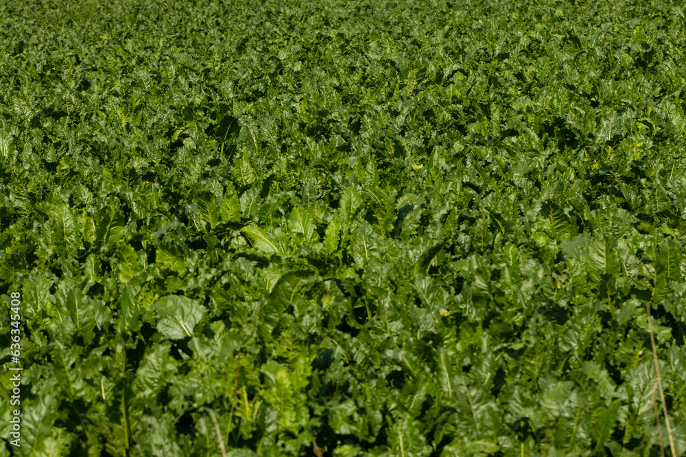 Field of sugarbeets. Vegetables. Farming. Es Uffelte Drenthe Netherlands. Field of sugarbeets. Vegetables. Farming. Es Uffelte Drenthe Netherlands.