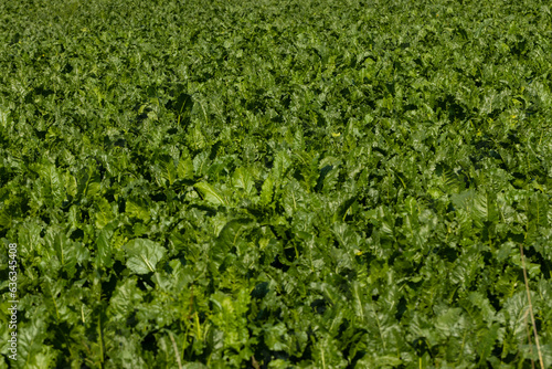 Field of sugarbeets. Vegetables. Farming. Es Uffelte Drenthe Netherlands. 