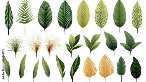 vintage palm leaves, nature botanical decorative collection. Vector illustration isolated collection tropical leaf set
