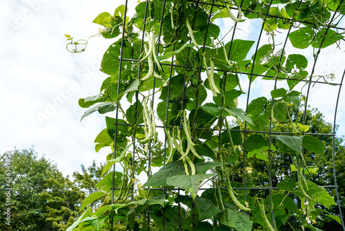 Fresh green beans hanging from an arched trellis. photo