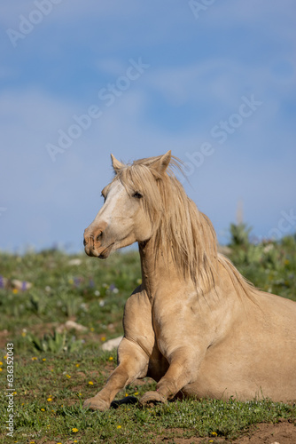 Wild Horse in the Pryor Mountains Wild Horse Range Montana in Summer © natureguy