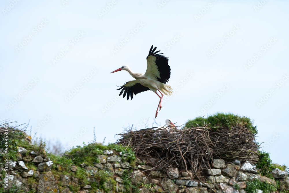 Cigogne blanche, nid,.Ciconia ciconia, White Stork, Chateau de la Rivière, Parc Naturel Régional des Marais du Cotentin et du Bessin, Manche, 50 Cigogne blanche, nid,.Ciconia ciconia, White Stork, Chateau de la Rivière, Parc Naturel Régional des Marais du Cotentin et du Bessin, Manche, 50