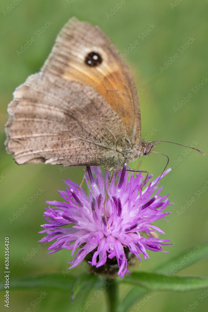 Obraz premium A meadow brown butterfly pollenating a plant on a warm sunny day.