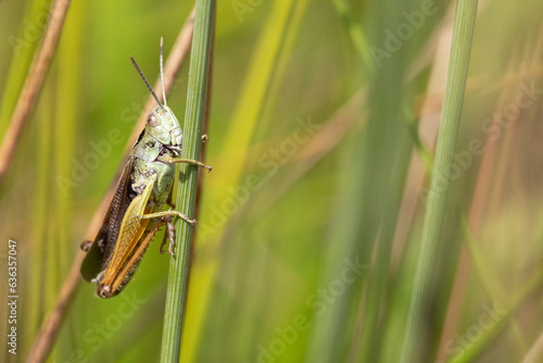 A macro photograph of a meadow grasshopper in a meadow in Derbyshire, England.