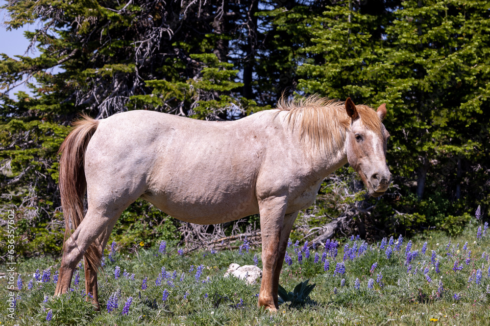 Wild Horse in the Pryor Mountains Wild Horse Range Montana in Summer Wild Horse in the Pryor Mountains Wild Horse Range Montana in Summer