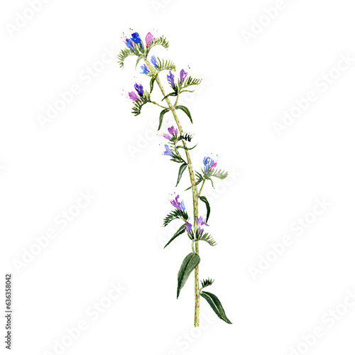 watercolor drawing plant of blueweed with leaves and flowers, viper's bugloss, Echium vulgare isolated at white background, natural element, hand drawn botanical illustration photo