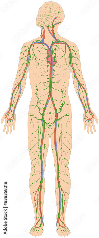 Infografik Lehrmaterial: Lymphgefäßsystem des Menschen - Lymphsystem Blutkreislauf Herz Infografik Lehrmaterial: Lymphgefäßsystem des Menschen - Lymphsystem Blutkreislauf Herz