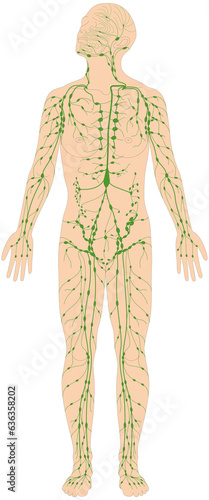 Infografik Lehrmaterial: Lymphgefäßsystem des Menschen - Lymphsystem
