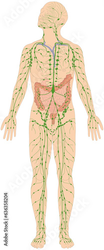 Infografik Lehrmaterial: Verdauungssystem, Lymphatisches System, / Lymphsystem des Menschen