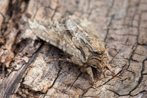 A moth rests on the bark of a tree using its natural colour for camouflage.