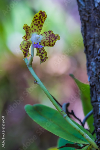 Staurochilus fasciatus  Rchb.f.  Ridl  Beautiful rare wild orchids in tropical forest of Thailand.