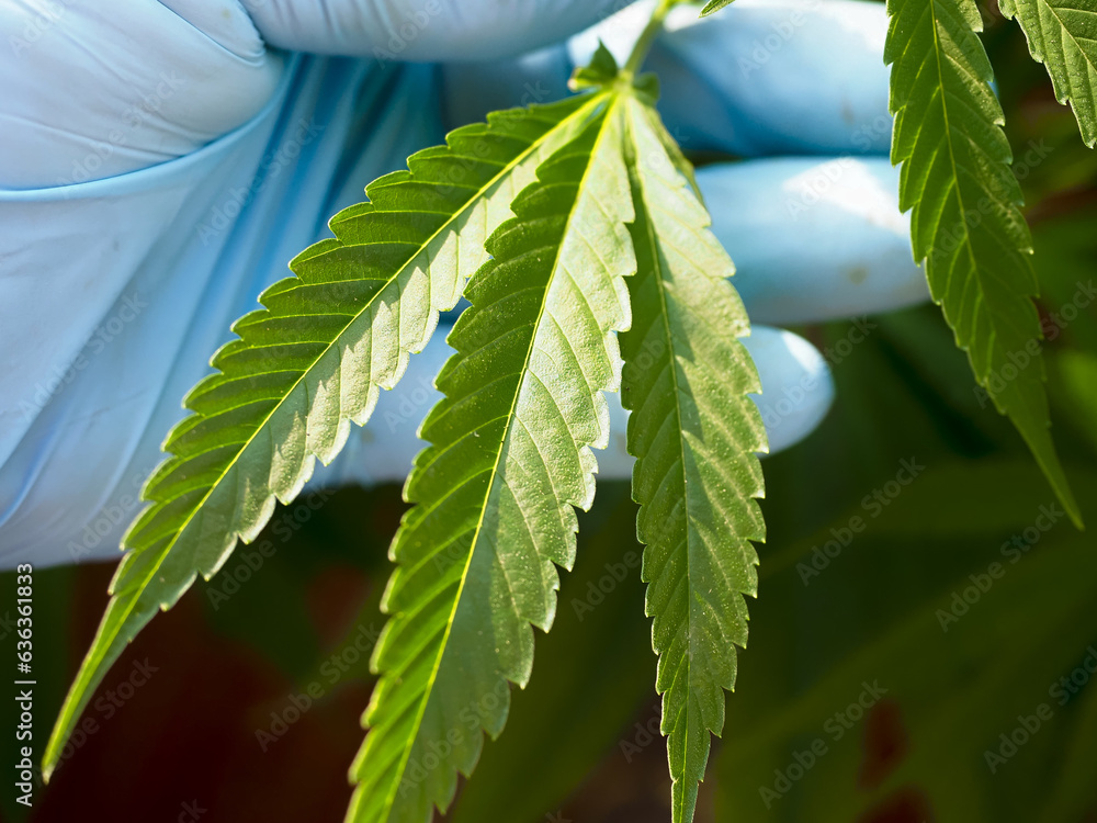 Φωτογραφία part of the cannabis leaves eaten in the plants is examined in the hands of the