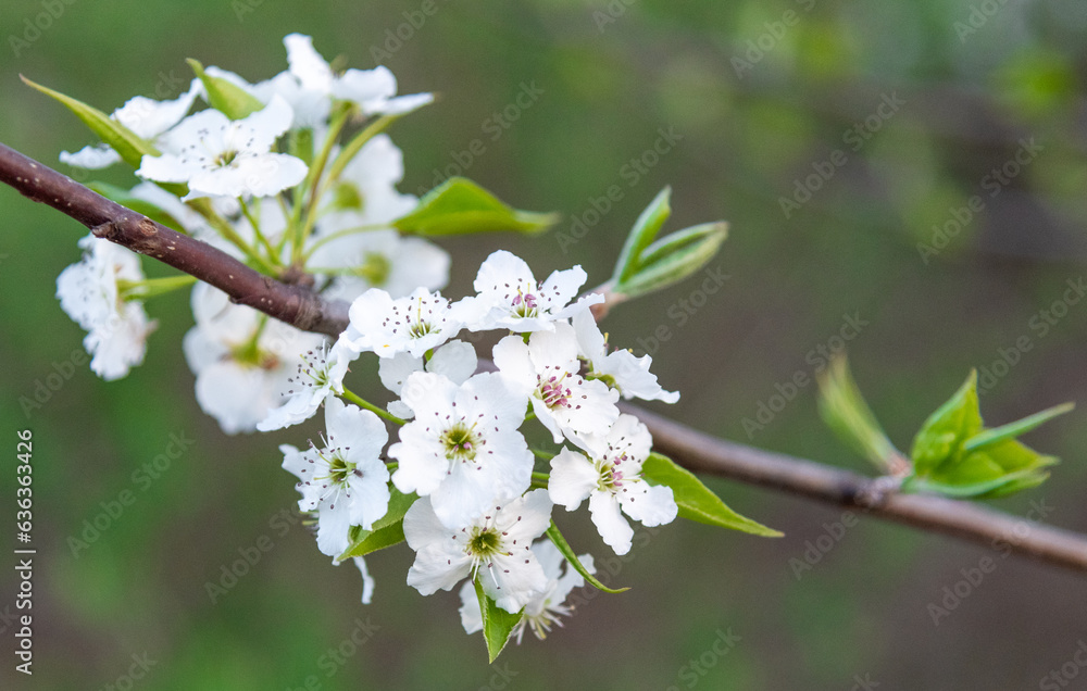 White cherry blossom White cherry blossom