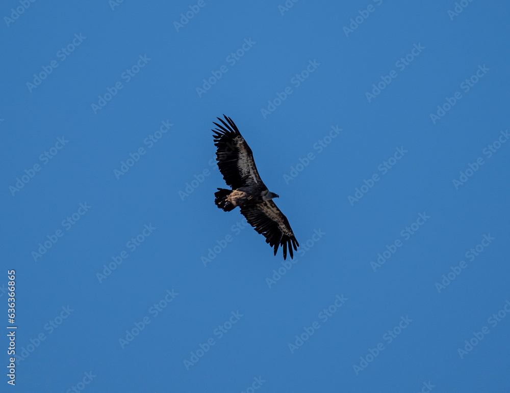 Fototapeta premium griffon vulture in natural conditions in flight against the blue sky of the island of Crete in summer
