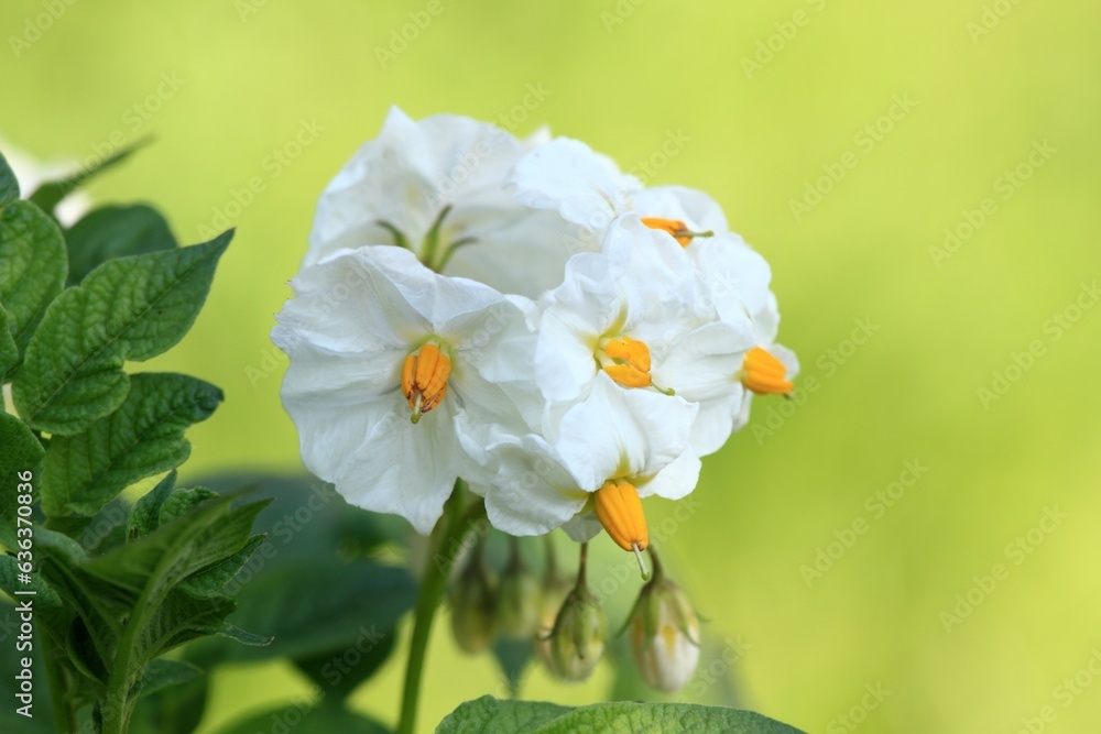 Obraz premium Detail of potato flower head against blurred sunny meadow background. Strong potato plants with beatiful flowers growing in healthy environment.