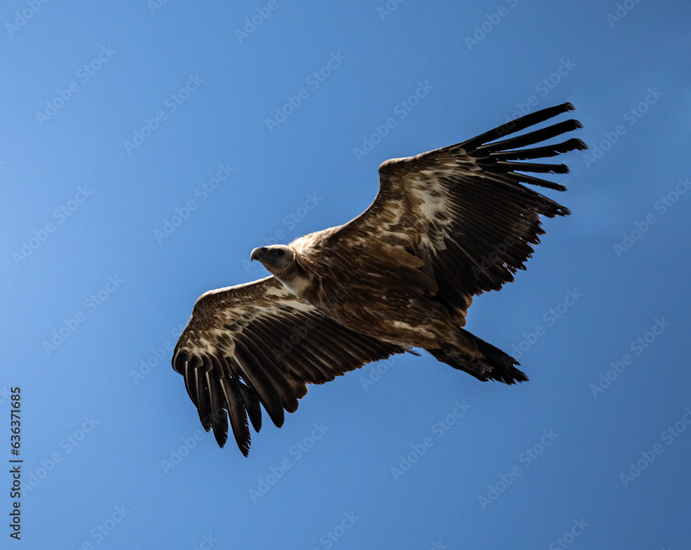 Obraz premium griffon vulture in natural conditions in flight against the blue sky of the island of Crete in summer