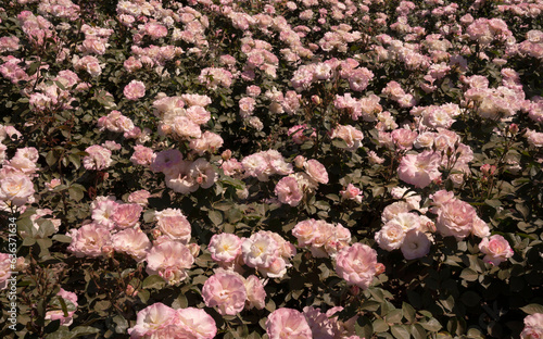 Floral natural texture and pattern. Roses flower bed blossoming in the garden. View of Rosa Charles Aznavour flower clusters of white and light pink petals spring blooming in the park.	
 photo