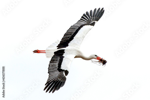 Fliegender Storch mit Nestmaterial im Schnabel photo