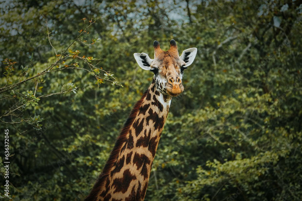 Giraffe in Akagera National Park, Rwanda. March 2023. Giraffe in Akagera National Park, Rwanda. March 2023.