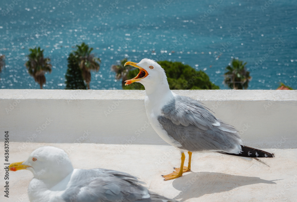seagull funny pictures