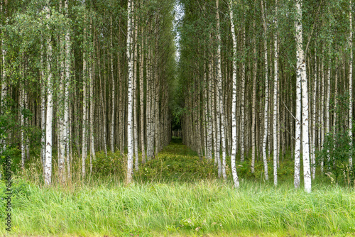 forest in the morning. Birch Grove in Geometric Harmony  Precise Rows of Silver Birches. Symmetrical Beauty  Birch Trees Aligned in a Perfect Pattern.