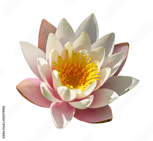 water lily, water rose or white nenuphar (Nymphaea alba) flower