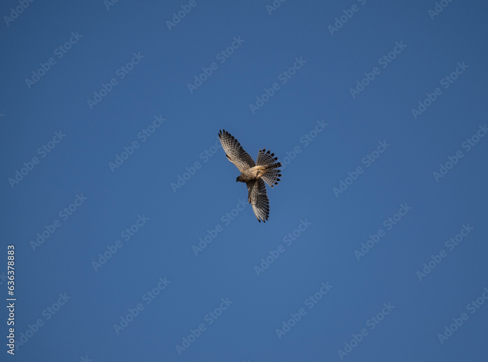 Eleonora's Hobby Falcon in natural conditions in flight on the hunt against the background of the blue sky of the island of Crete in the summer Eleonora's Hobby Falcon in natural conditions in flight on the hunt against the background of the blue sky of the island of Crete in the summer