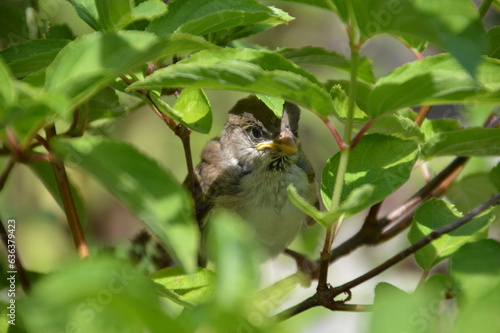 little sparrow chick in the bush